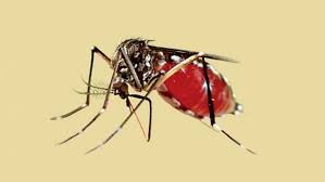 একদিনে ডেঙ্গুতে ২ মৃত্যু, হাসপাতালে ভর্তি ৩৬৪