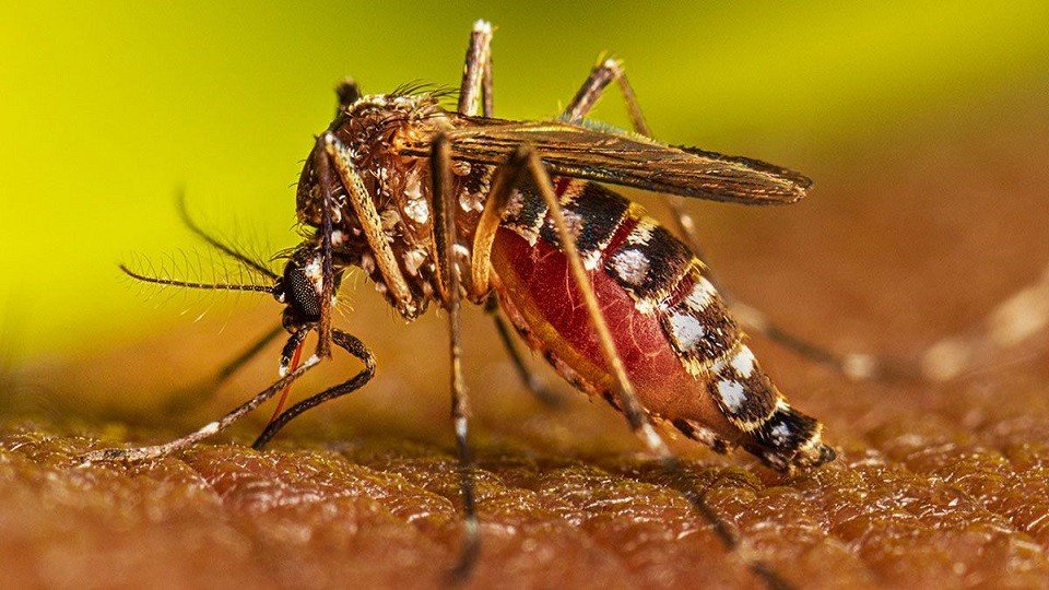 ডেঙ্গুতে আরও ৫ জনের মৃত্যু, হাসপাতালে ৬৩৬